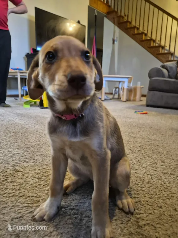 German Short Hair/Husky – German Spitz, Alaskan Husky puppy for sale in Greeley, CO