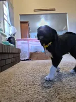 German Short Hair/Husky, a female Alaskan Husky and German Shorthaired Pointer for sale in Greeley, CO – Photo 3 of 3