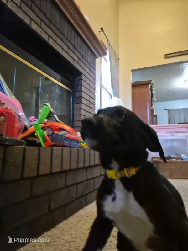 German Short Hair/Husky – Alaskan Husky, German Shorthaired Pointer puppy for sale in Greeley, CO