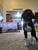 German Short Hair/Husky, a female Alaskan Husky and German Shorthaired Pointer for sale in Greeley, CO – Photo 2 of 3