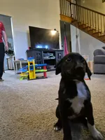 German Short Hair/Husky, a female Alaskan Husky and German Shorthaired Pointer for sale in Greeley, CO – Photo 2 of 2