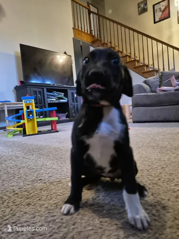 German Short Hair/Husky – Alaskan Husky, German Shorthaired Pointer puppy for sale in Greeley, CO