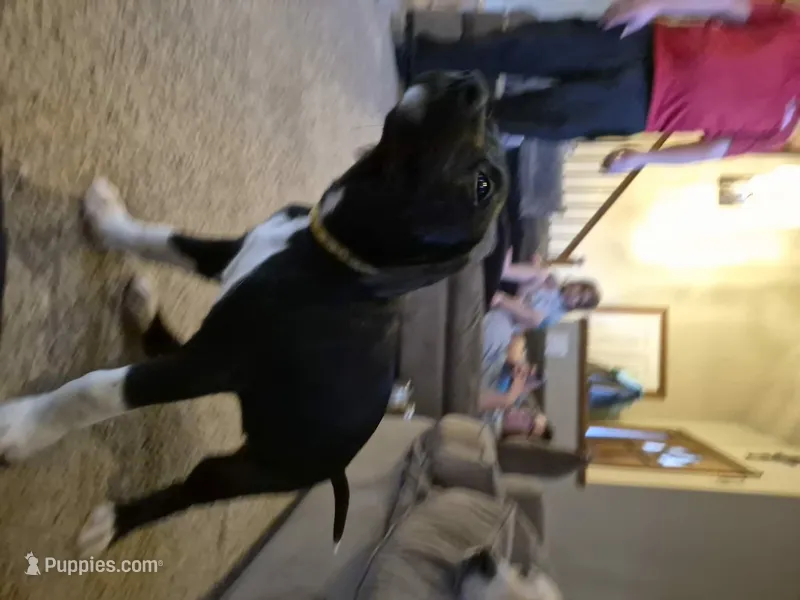 German Short Hair/Husky – Alaskan Husky, German Shorthaired Pointer puppy for sale in Greeley, CO