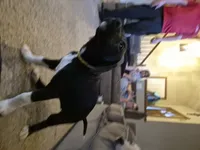 German Short Hair/Husky, a female Alaskan Husky and German Shorthaired Pointer for sale in Greeley, CO – Photo 1 of 2