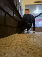 German Short Hair/Husky, a female Alaskan Husky and German Shorthaired Pointer for sale in Greeley, CO – Photo 2 of 2