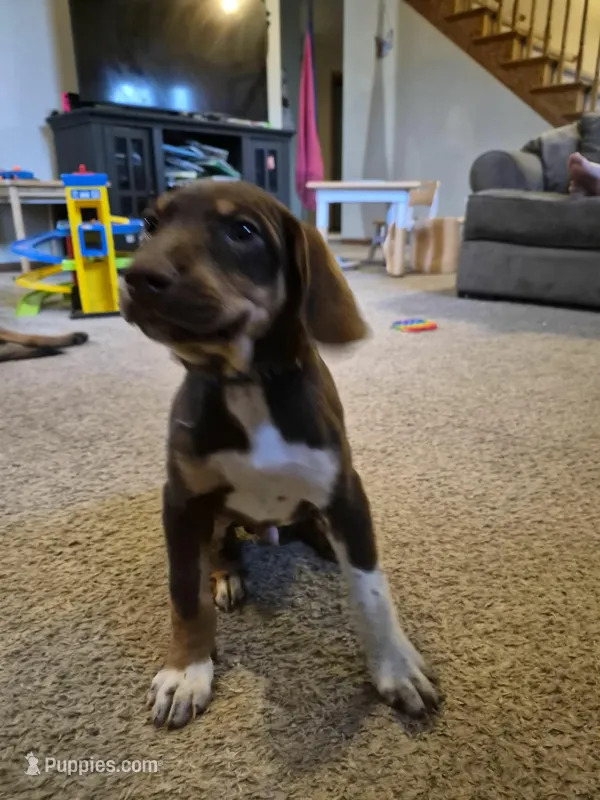 German Short Hair/Husky – Alaskan Husky, German Shorthaired Pointer puppy for sale in Greeley, CO