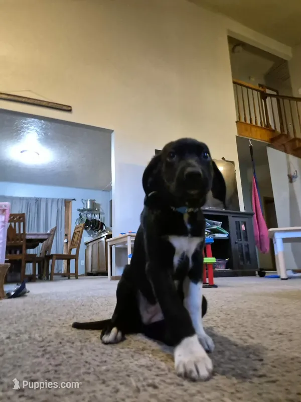 German Short Hair/Husky – Alaskan Husky, German Shorthaired Pointer puppy for sale in Greeley, CO