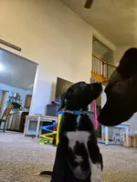 German Short Hair/Husky, a female Alaskan Husky and German Shorthaired Pointer for sale in Greeley, CO – Photo 2 of 2