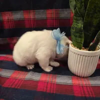 Snow, a male Siberian Husky for sale in Reno, NV – Photo 3 of 5