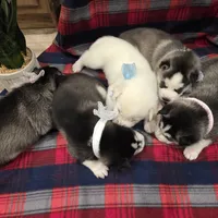 Snow, a male Siberian Husky for sale in Reno, NV – Photo 2 of 5