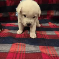 Snow, a male Siberian Husky for sale in Reno, NV – Photo 1 of 5