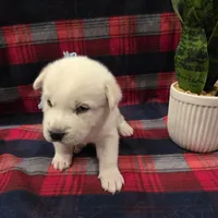 Snow, a male Siberian Husky for sale in Reno, NV – Photo 4 of 5