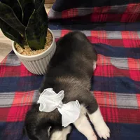 Lex, a male Siberian Husky for sale in Reno, NV – Photo 3 of 5