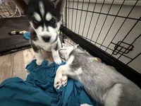 Lex, a male Siberian Husky for sale in Reno, NV – Photo 5 of 5