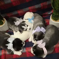 Lex, a male Siberian Husky for sale in Reno, NV – Photo 4 of 5