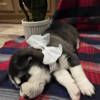 Lex, a male Siberian Husky for sale in Reno, NV – Photo 1 of 5