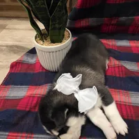 Lex, a male Siberian Husky for sale in Reno, NV – Photo 2 of 5