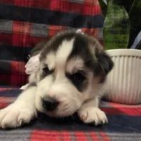 ZARA, a male Siberian Husky for sale in Reno, NV – Photo 1 of 5