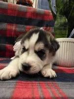 ZARA, a male Siberian Husky for sale in Reno, NV – Photo 1 of 4