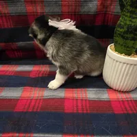 ZARA, a male Siberian Husky for sale in Reno, NV – Photo 4 of 5