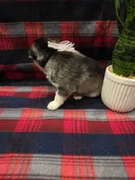 ZARA, a male Siberian Husky for sale in Reno, NV – Photo 4 of 4