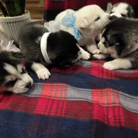 ZARA, a male Siberian Husky for sale in Reno, NV – Photo 3 of 5