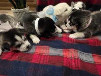 ZARA, a male Siberian Husky for sale in Reno, NV – Photo 3 of 4