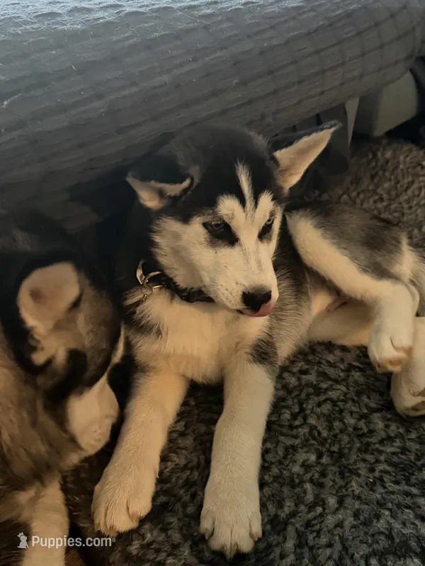 Estrella – Siberian Husky puppy for sale in Reno, NV