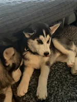 Estrella, a female Siberian Husky for sale in Reno, NV – 1 of 5