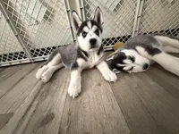 ZARA, a male Siberian Husky for sale in Reno, NV – Photo 5 of 5