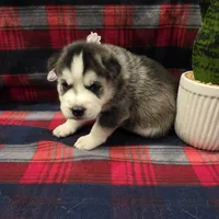 ZARA, a male Siberian Husky for sale in Reno, NV – Photo 2 of 5