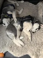 Estrella, a female Siberian Husky for sale in Reno, NV – 5 of 5