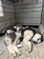 OREO, a male Siberian Husky for sale in Reno, NV – 5 of 5