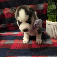 OREO, a male Siberian Husky for sale in Reno, NV – Photo 3 of 5