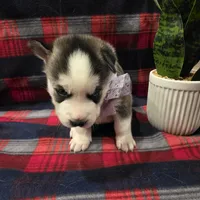 OREO, a male Siberian Husky for sale in Reno, NV – Photo 2 of 5