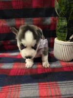 OREO, a male Siberian Husky for sale in Reno, NV – Photo 2 of 4