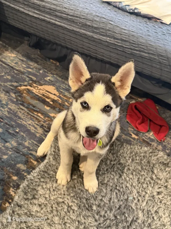 OREO – Siberian Husky puppy for sale in Reno, NV