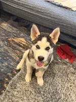 OREO, a male Siberian Husky for sale in Reno, NV – 1 of 5