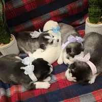 OREO, a male Siberian Husky for sale in Reno, NV – Photo 4 of 5