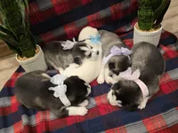 OREO, a male Siberian Husky for sale in Reno, NV – Photo 4 of 4