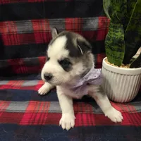 OREO, a male Siberian Husky for sale in Reno, NV – Photo 1 of 5