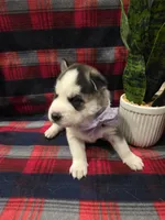 OREO, a male Siberian Husky for sale in Reno, NV – Photo 1 of 4