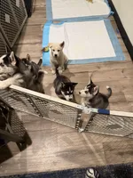 OREO, a male Siberian Husky for sale in Reno, NV – Photo 5 of 5