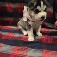 LUNA, a female Siberian Husky for sale in Reno, NV – Photo 2 of 5