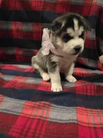 LUNA, a female Siberian Husky for sale in Reno, NV – Photo 2 of 4