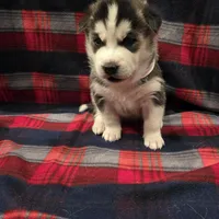 LUNA, a female Siberian Husky for sale in Reno, NV – Photo 3 of 5