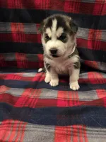 LUNA, a female Siberian Husky for sale in Reno, NV – Photo 3 of 4