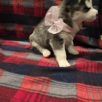 LUNA, a female Siberian Husky for sale in Reno, NV – Photo 1 of 5