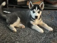 LUNA, a female Siberian Husky for sale in Reno, NV – Photo 5 of 5