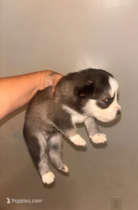 Bear – Pomsky puppy for sale in Warren, MI